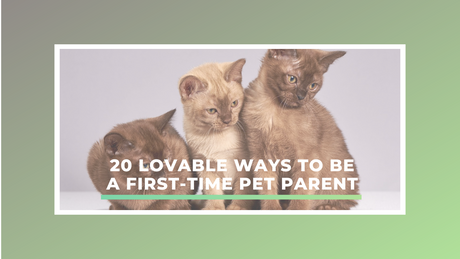 20 Lovable Ways to Be a First-Time Pet Parent