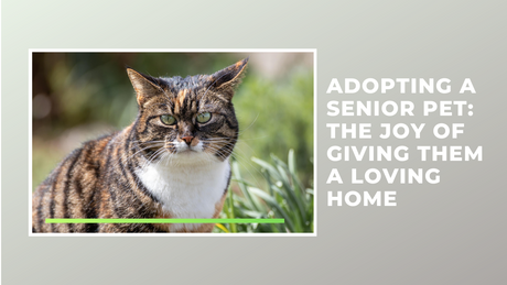 Adopting a Senior Pet: The Joy of Giving Them a Loving Home