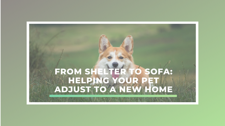 From Shelter to Sofa: Helping Your Pet Adjust to a New Home