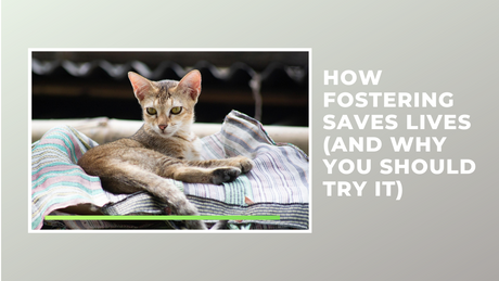 How Fostering Saves Lives (And Why You Should Try It)