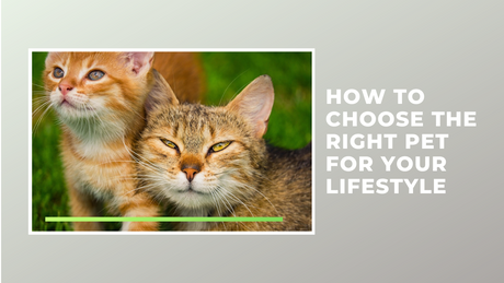 How to Choose the Right Pet for Your Lifestyle