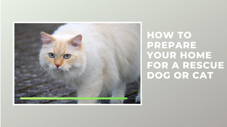 How to Prepare Your Home for a Rescue Dog or Cat