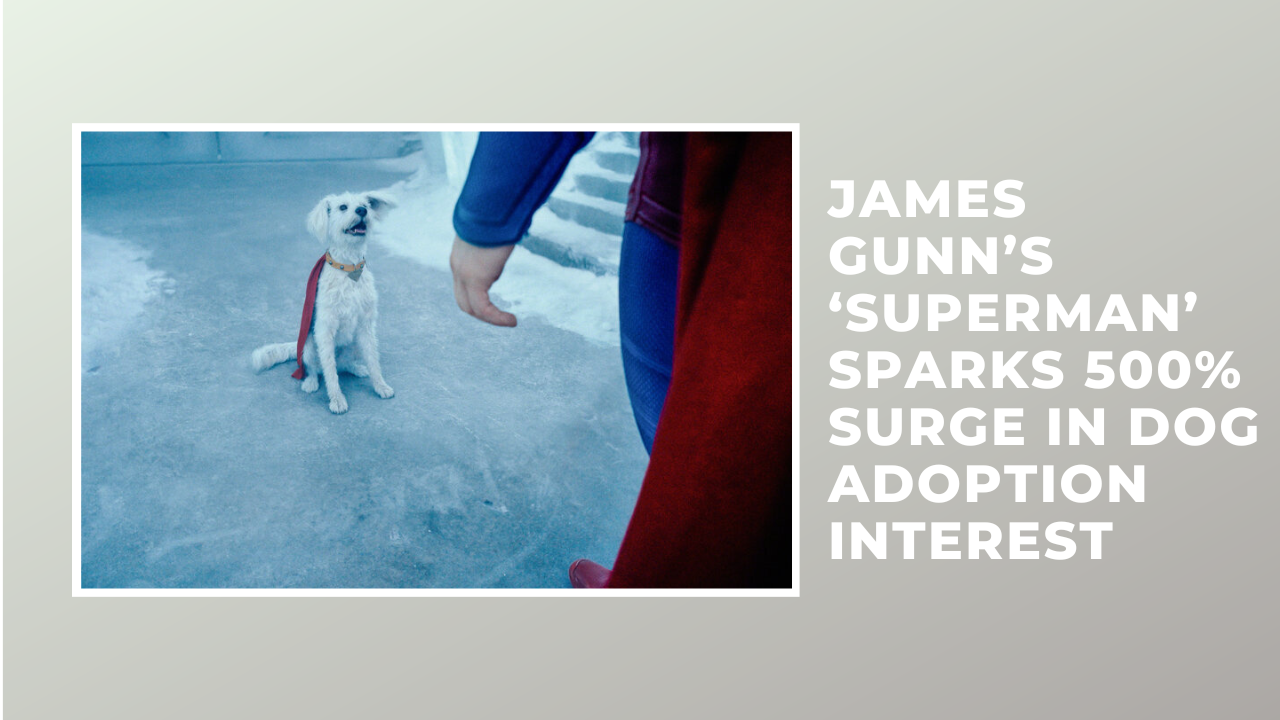 James Gunn’s ‘Superman’ Sparks 500% Surge in Dog Adoption Interest — Here’s How You Can Adopt One Near You