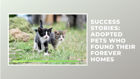 Success Stories: Adopted Pets Who Found Their Forever Homes