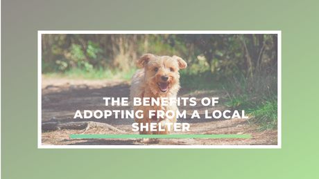 The Benefits of Adopting from a Local Shelter