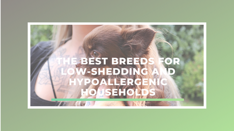 The Best Breeds for Low-Shedding and Hypoallergenic Households
