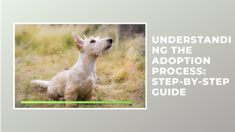 Understanding the Adoption Process: Step-by-Step Guide