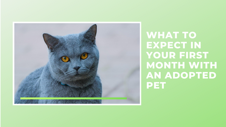 What to Expect in Your First Month with an Adopted Pet
