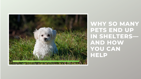 Why So Many Pets End Up in Shelters—And How You Can Help