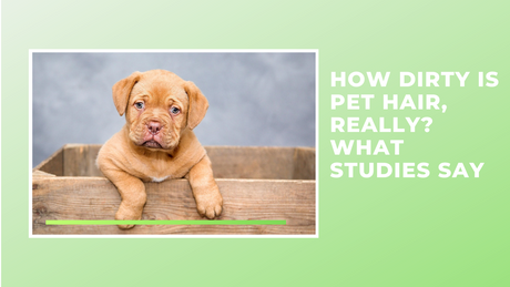 10 Reasons Why Adopting Is Better Than Buying a Pet