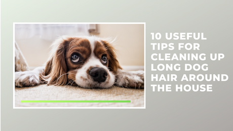 10 Useful Tips for Cleaning Up Long Dog Hair Around the House