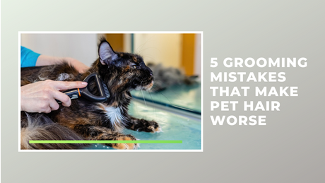 5 Grooming Mistakes That Make Pet Hair Worse