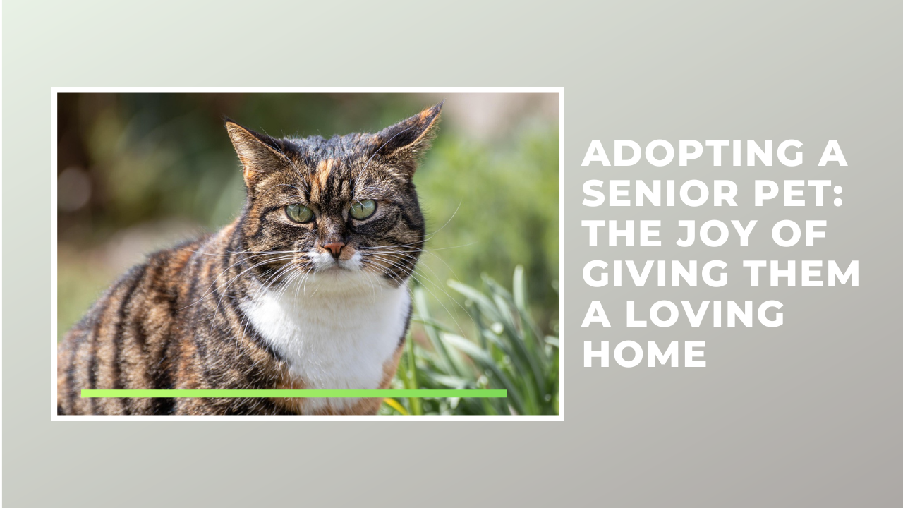 Adopting a Senior Pet: The Joy of Giving Them a Loving Home