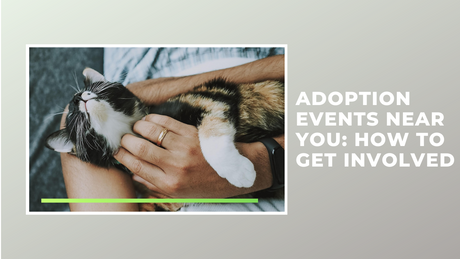 Adoption Events Near You: How to Get Involved