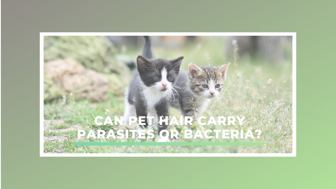 Can Pet Hair Carry Parasites or Bacteria?