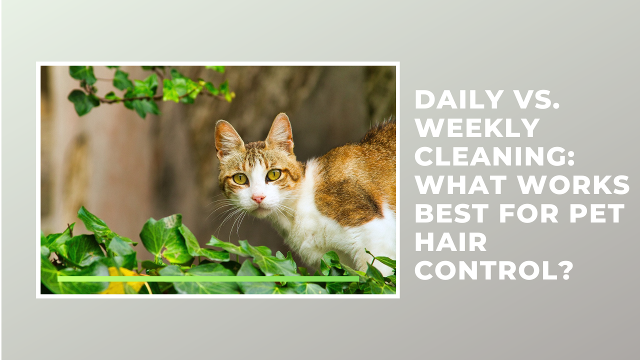 Daily vs. Weekly Cleaning: What Works Best for Pet Hair Control?