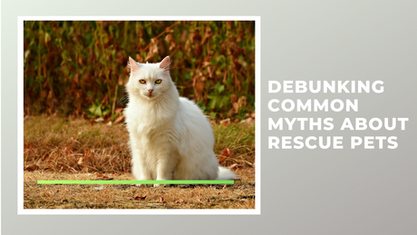 Debunking Common Myths About Rescue Pets