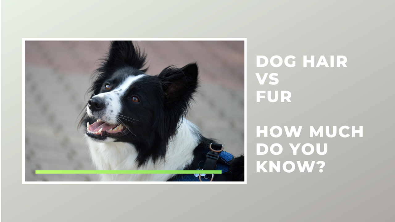 Dog Hair vs. Fur: How Much Do You Know?