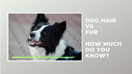 Dog Hair vs. Fur: How Much Do You Know?