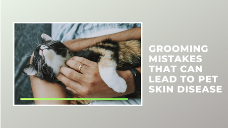 Grooming Mistakes That Can Lead to Pet Skin Disease