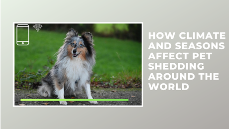How Climate and Seasons Affect Pet Shedding Around the World