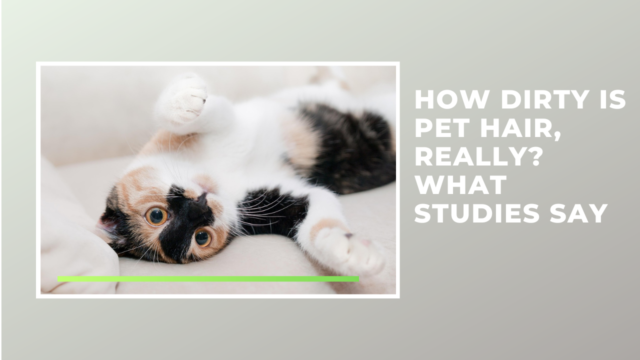 How Dirty Is Pet Hair, Really? What Studies Say