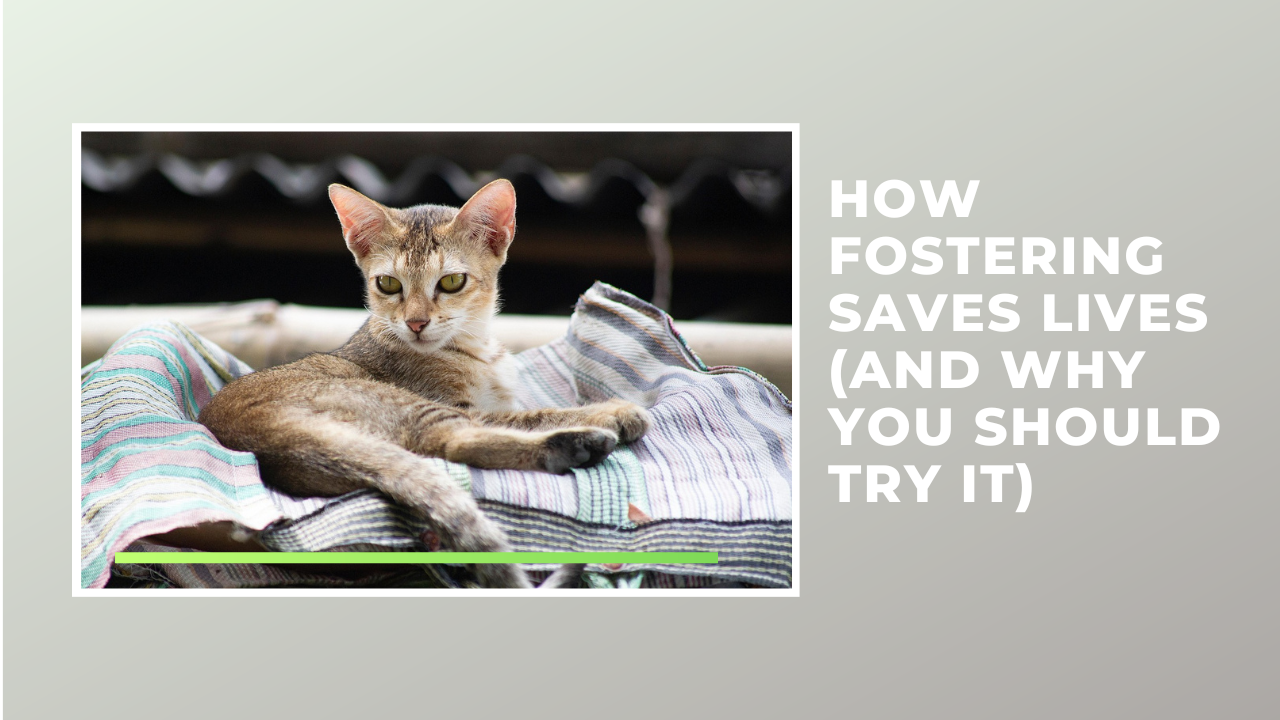 How Fostering Saves Lives (And Why You Should Try It)