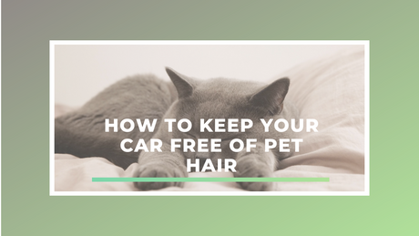 How to Keep Your Car Free of Pet Hair