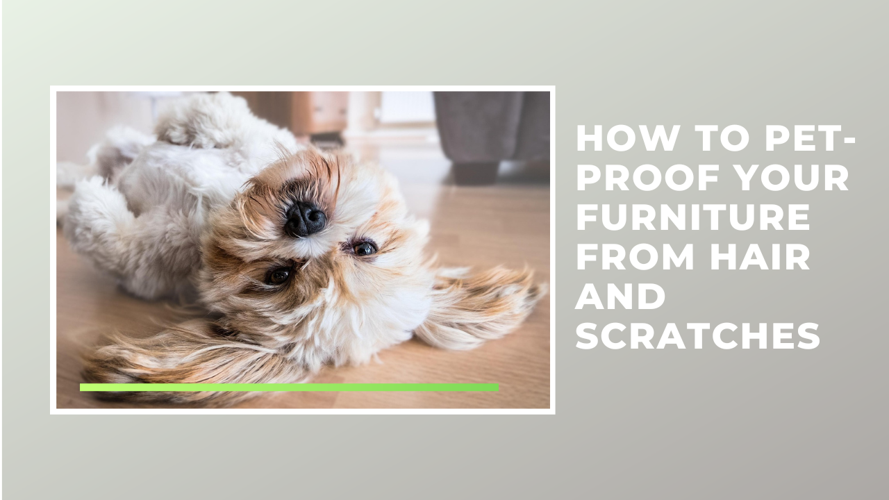 How to Pet-Proof Your Furniture from Hair and Scratches