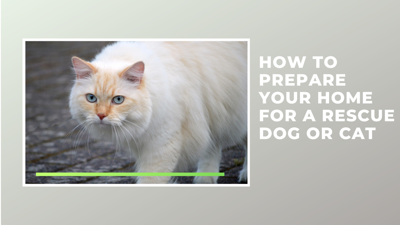 How to Prepare Your Home for a Rescue Dog or Cat