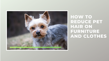 How to Reduce Pet Hair on Furniture and Clothes