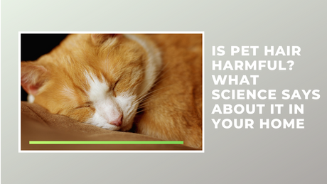 Is Pet Hair Harmful? What Science Says About It in Your Home