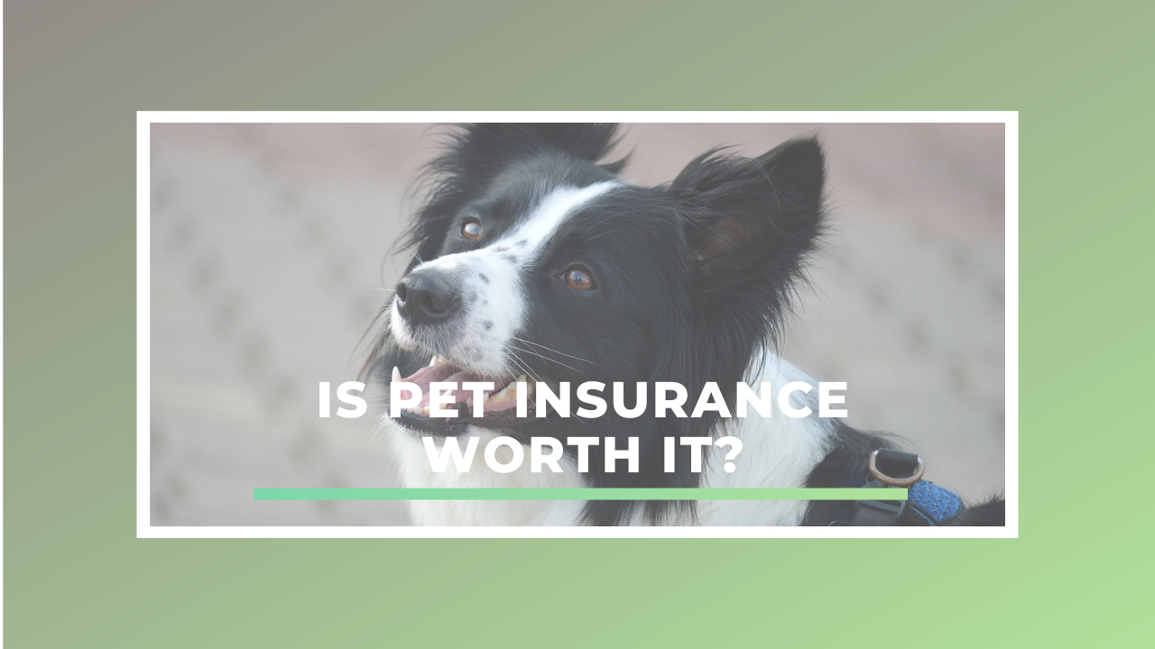 Is Pet Insurance Worth It? How to Choose the Best One