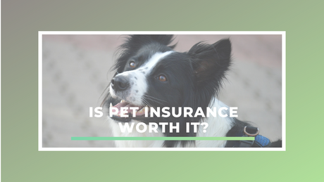 Is Pet Insurance Worth It? How to Choose the Best One