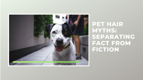 Pet Hair Myths: Separating Fact from Fiction