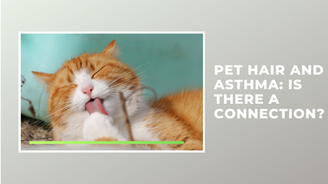 Pet Hair and Asthma: Is There a Connection?