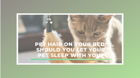 Pet Hair on Your Bed: Should You Let Your Pet Sleep with You?
