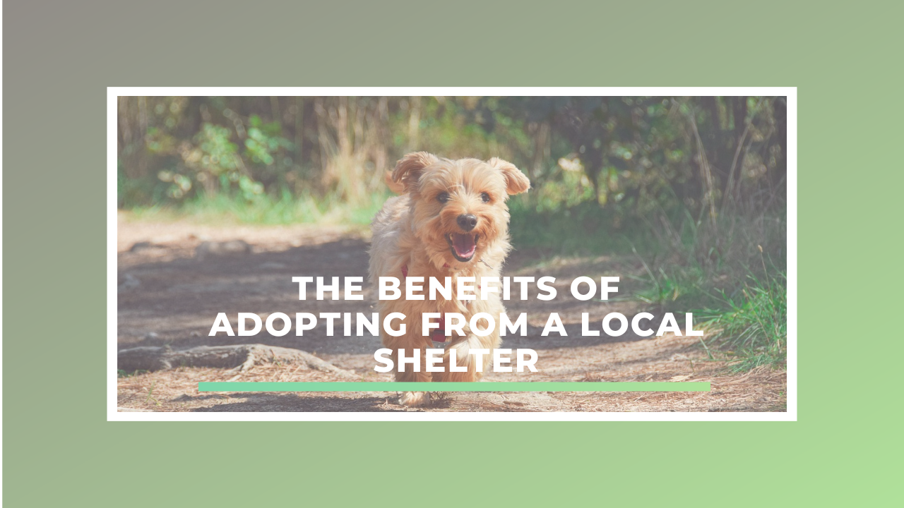 The Benefits of Adopting from a Local Shelter