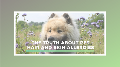 The Truth About Pet Hair and Skin Allergies