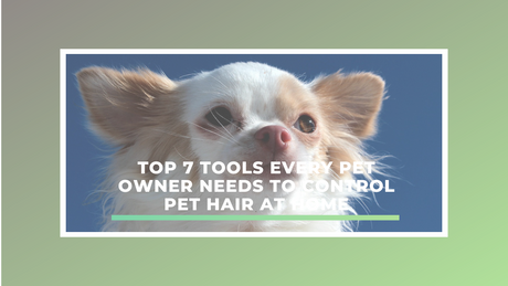 Top 7 Tools Every Pet Owner Needs to Control Pet Hair at Home