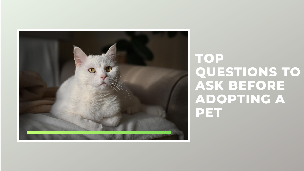 Top Questions to Ask Before Adopting a Pet