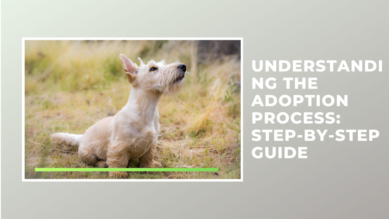 Understanding the Adoption Process: Step-by-Step Guide