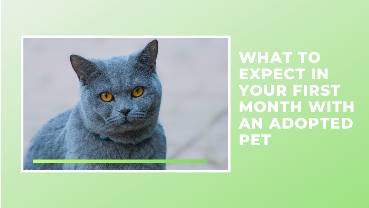 What to Expect in Your First Month with an Adopted Pet