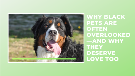 Why Black Pets Are Often Overlooked—And Why They Deserve Love Too