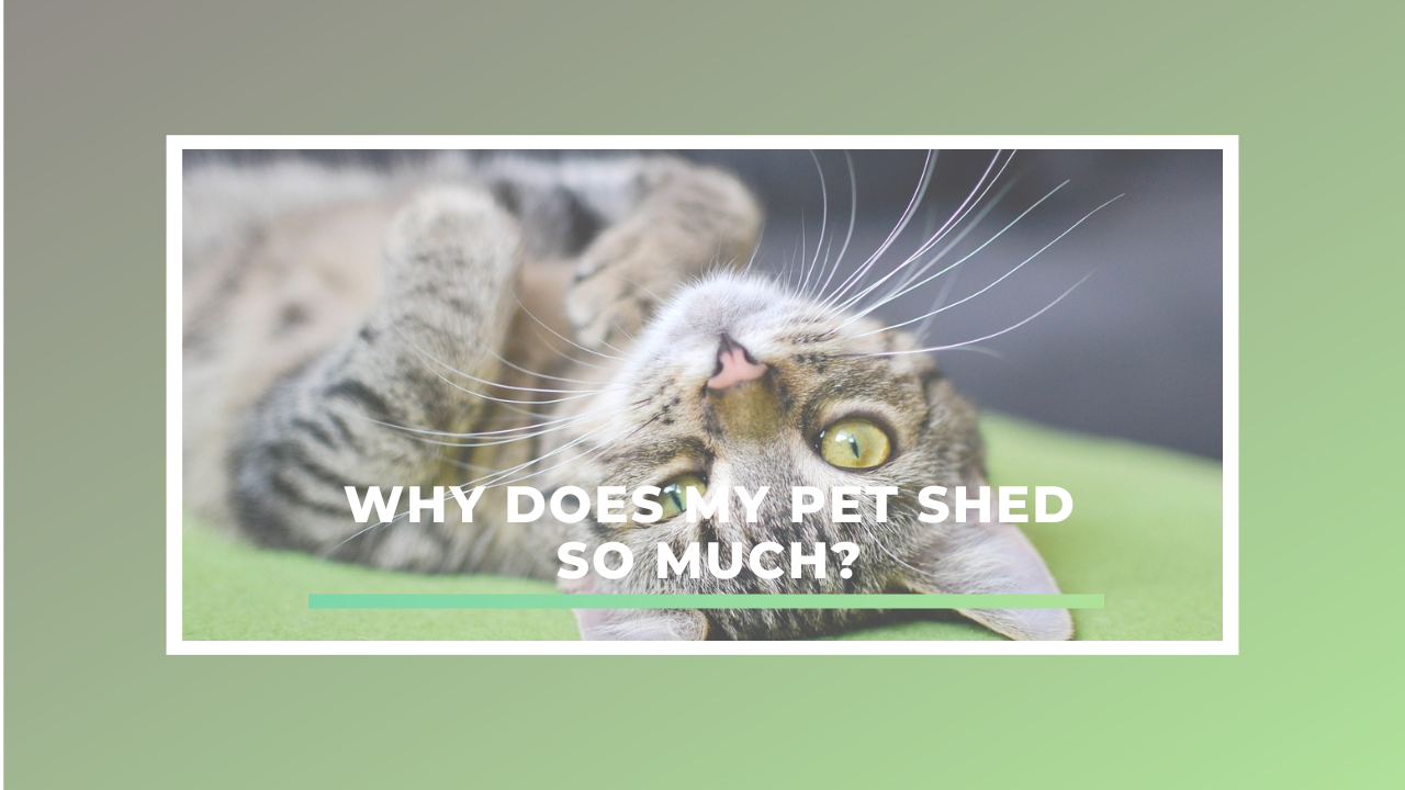 Why Does My Pet Shed So Much?