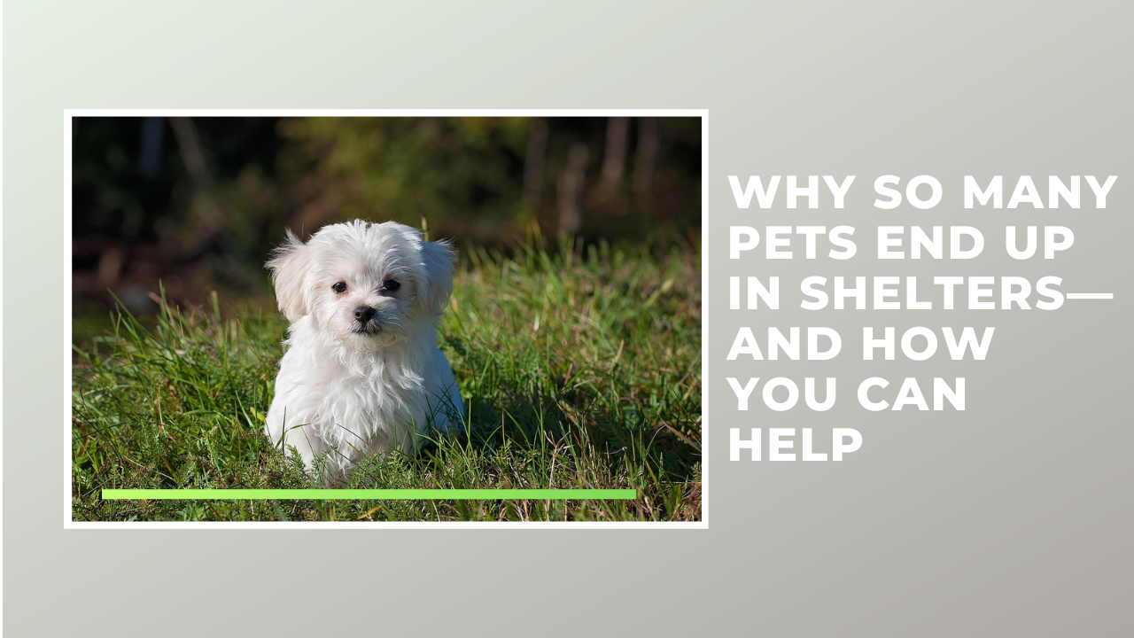 Why So Many Pets End Up in Shelters—And How You Can Help