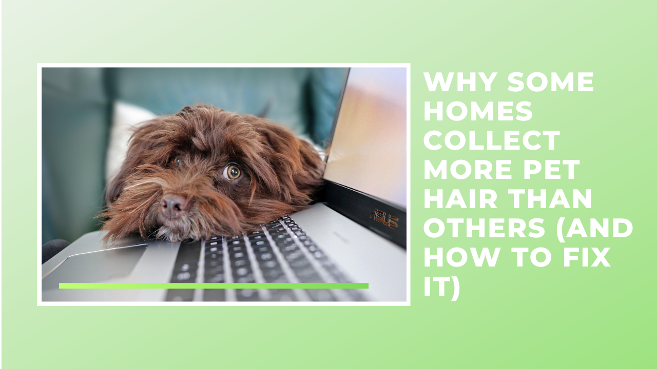 Why Some Homes Collect More Pet Hair Than Others (and How to Fix It)