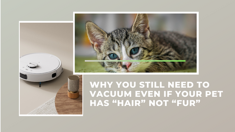 Why You Still Need to Vacuum Even if Your Pet Has “Hair” Not “Fur”